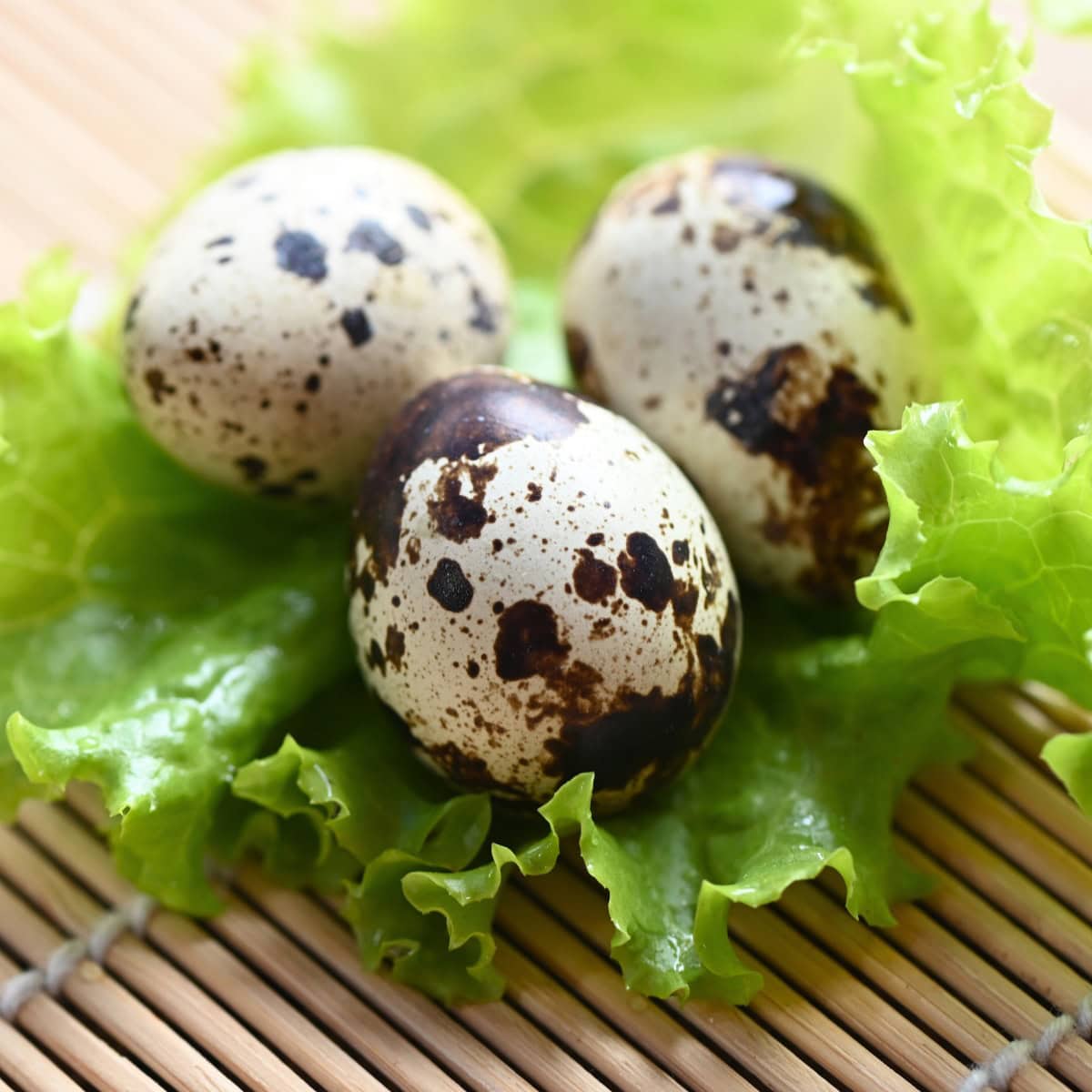 how much protein is in a quail egg - Article 3